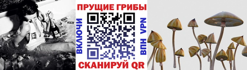 хочу наркоту  Козловка  маркетплейс как зайти  Галлюциногенные грибы прущие грибы 